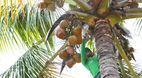 Coopaiba consolida ritmo de produção da indústria com foco no crescimento