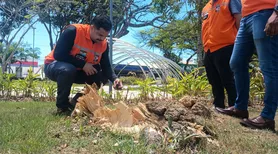 Drones e mapeamento 3D passam a monitorar arborização urbana em Maceió