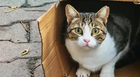 Gatos e mudança de casa: o pet  se apega ao lar ou ao dono?