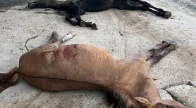 Laudo dos EUA relaciona mortes de cavalos em Alagoas a toxina em ração