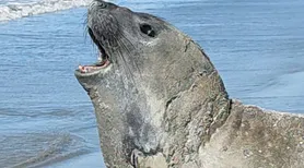 ‘Leôncio’: elefante-marinho foi abatido com sinais de agressão, aponta Biota