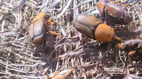 Mapa alerta para risco do bicudo-vermelho e reforça medidas de prevenção no País