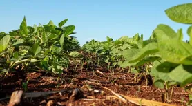 Safra de grãos pode atingir 353,4 milhões de toneladas e bater novo recorde