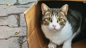 Seu gato se interessa por objetos aleatórios? Entenda o comportamento