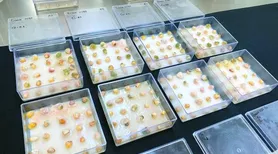 Tecnologia com ozônio reduz micotoxinas em grãos