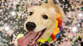 Vai levar seu pet para o Carnaval? Descubra cuidados antes e pós-bloco