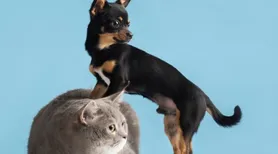 Veterinários explicam a ciência por trás da independência dos gatos