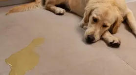 Xixi no lugar certo: o que deve, ou não, ser feito ao ensinar seu cão