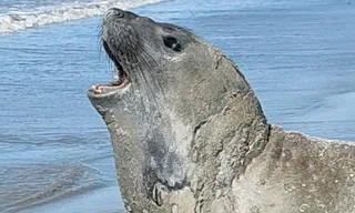 ‘Leôncio’: elefante-marinho foi abatido com sinais de agressão, aponta Biota