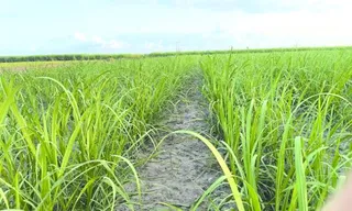 Variedades RB ocupam mais de 55% da área de cultivo de cana no Brasil