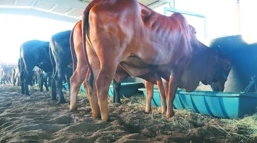 ACA confirma atrações para a Expoalagoas Genética 2026 - Imagem