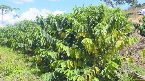 Agricultores familiares apostam na retomada da cultura do café em AL - Imagem