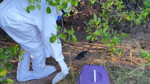Ave silvestre no litoral de Alagoas acende alerta para risco de influenza aviária - Imagem