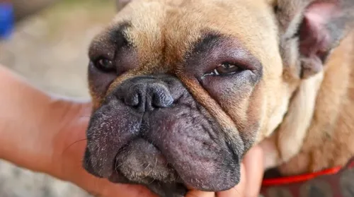 Calor pode intensificar casos de dermatite nos pets, diz veterinária - Imagem