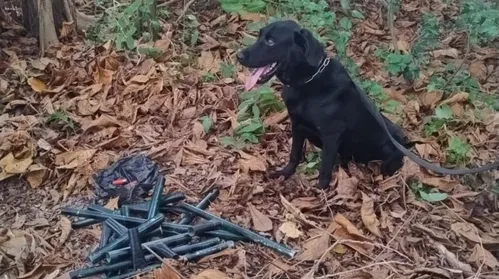 Cão farejador ajuda polícia a localizar arsenal enterrado no Pontal da Barra - Imagem
