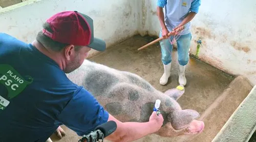 CNA defende ações estruturantes para erradicação da Peste Suína Clássica - Imagem