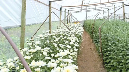 Colheita inédita de crisântemos reforça potencial da Zona da Mata para a floricultura - Imagem
