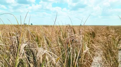 Conab faz compra histórica de arroz em Alagoas - Imagem