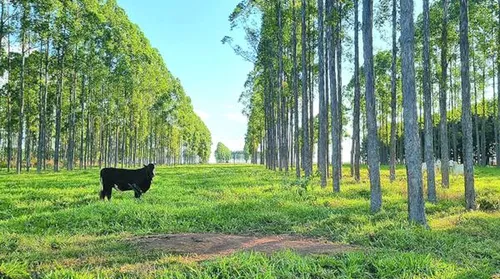 Déficit de carbono é associado a mudanças no uso da terra no Brasil - Imagem