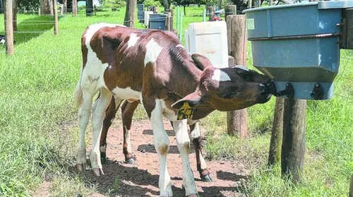 Dispositivo simples reduz sucção cruzada de bezerros e melhora bem-estar animal - Imagem