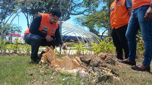 Drones e mapeamento 3D passam a monitorar arborização urbana em Maceió - Imagem