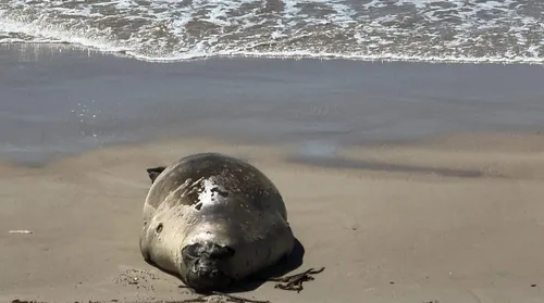 Elefante-marinho é encontrado descansando em praia da Barra de Santo Antônio, no Litoral Norte de Alagoas - Imagem