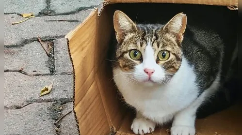 Gatos e mudança de casa: o pet  se apega ao lar ou ao dono? - Imagem