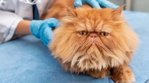 Gripe felina: vacina evita cegueira e sequelas crônicas em gatos - Imagem