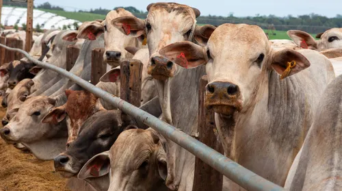 IBGE: Brasil produziu 11 milhões de toneladas de carne bovina em 2025 - Imagem