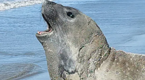 ‘Leôncio’: elefante-marinho foi abatido com sinais de agressão, aponta Biota - Imagem