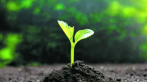 Mapa cria canal exclusivo para notificação de suspeitas de novas pragas - Imagem