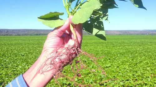 Produtos da agricultura familiar garantem redução em financiamentos - Imagem