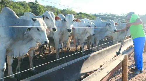 Reação da arroba reacende expectativas na pecuária - Imagem