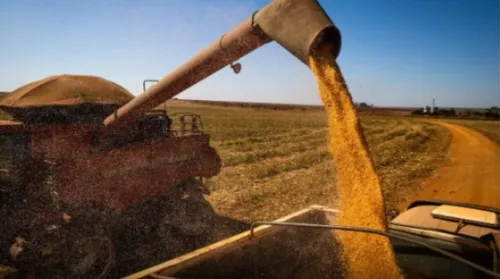 Safra alagoana de grãos deve somar 164,8 mil toneladas - Imagem