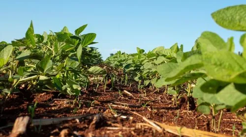 Safra de grãos pode atingir 353,4 milhões de toneladas e bater novo recorde - Imagem