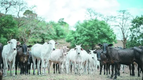 Sebrae impulsiona a pecuária de corte em Alagoas e transforma fazendas em negócios competitivos - Imagem