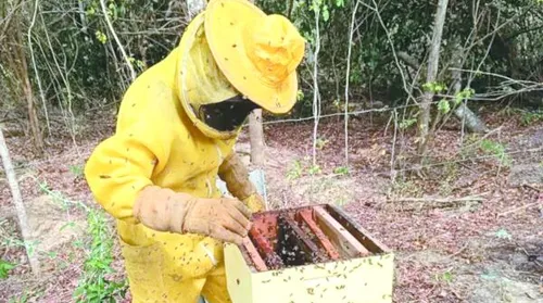 Sebrae lança projeto que vai impulsionar apicultura e meliponicultura no Sul de Alagoas

uso de água nas usinas - Imagem