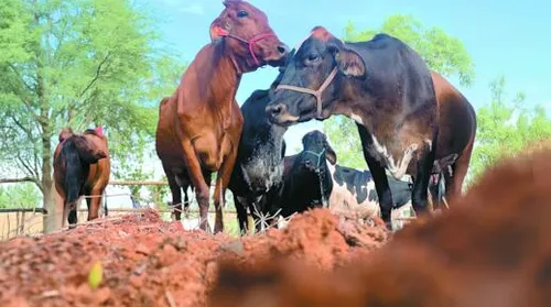 Simulador pretende transformar a gestão da bovinocultura de corte - Imagem