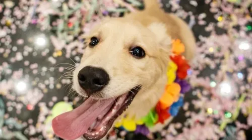 Vai levar seu pet para o Carnaval? Descubra cuidados antes e pós-bloco - Imagem