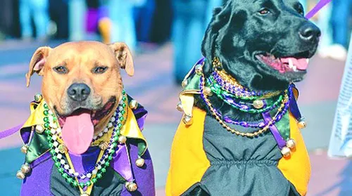Vai levar seu pet para o carnaval? Descubra cuidados antes e pós-bloco - Imagem