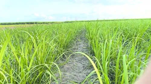 Variedades RB ocupam mais de 55% da área de cultivo de cana no Brasil - Imagem