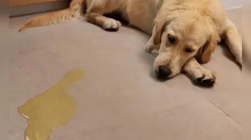 Xixi no lugar certo: o que deve, ou não, ser feito ao ensinar seu cão - Imagem