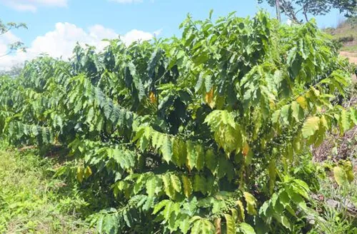 Agricultores familiares apostam na retomada da cultura do café em AL
