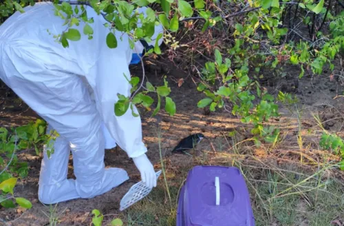 Ave silvestre no litoral de Alagoas acende alerta para risco de influenza aviária