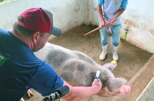 CNA defende ações estruturantes para erradicação da Peste Suína Clássica