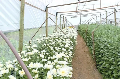 Colheita inédita de crisântemos reforça potencial da Zona da Mata para a floricultura
