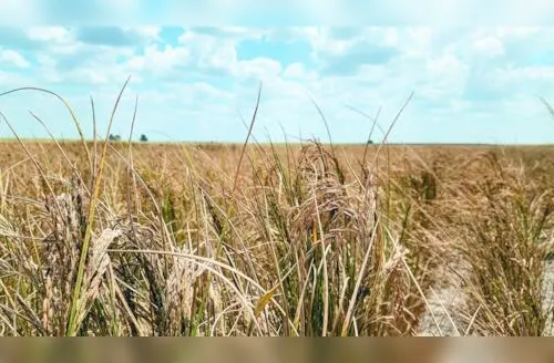 Conab faz compra histórica de arroz em Alagoas