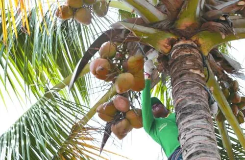 Coopaiba consolida ritmo de produção da indústria com foco no crescimento