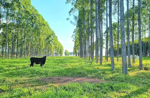 Déficit de carbono é associado a mudanças no uso da terra no Brasil