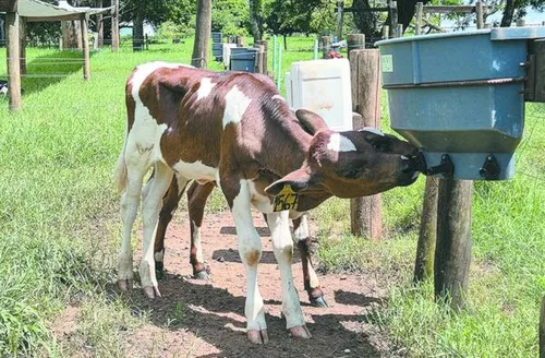 Dispositivo simples reduz sucção cruzada de bezerros e melhora bem-estar animal